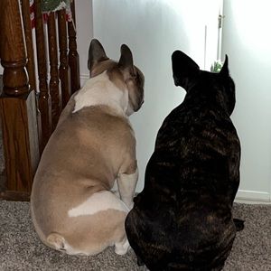 Meet your Posher, Marley